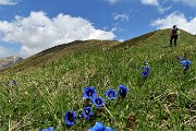 36  Genziana di Clusius (Gentiana Clusii)